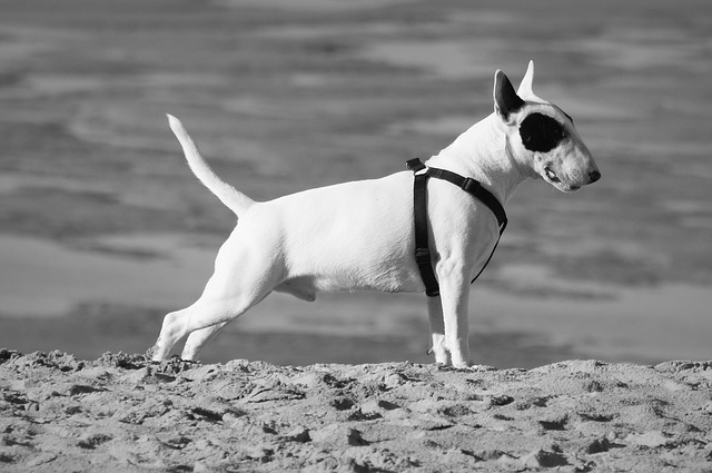 malý pitbull